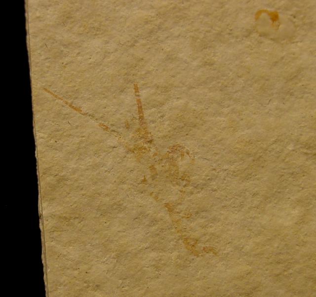 Palinurina longipes (MNSTER 1839) - Bild © FossNet FossilienStore